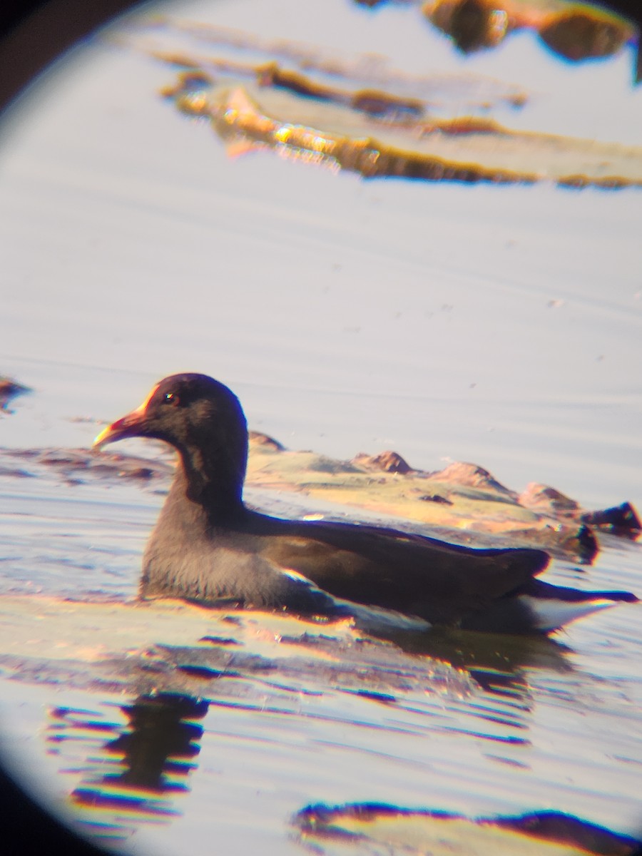 Курочка латиноамериканська - ML645493891