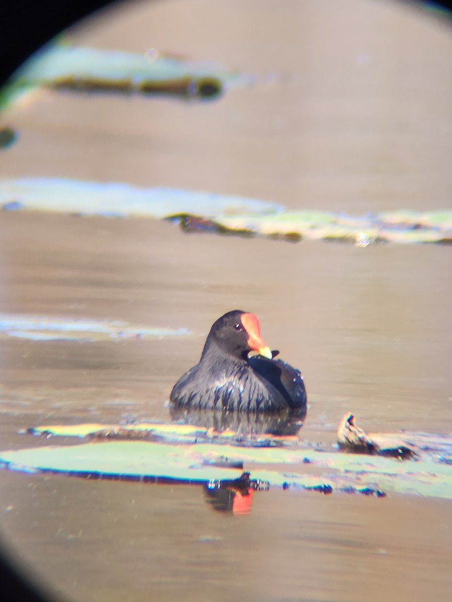 Курочка латиноамериканська - ML645493892