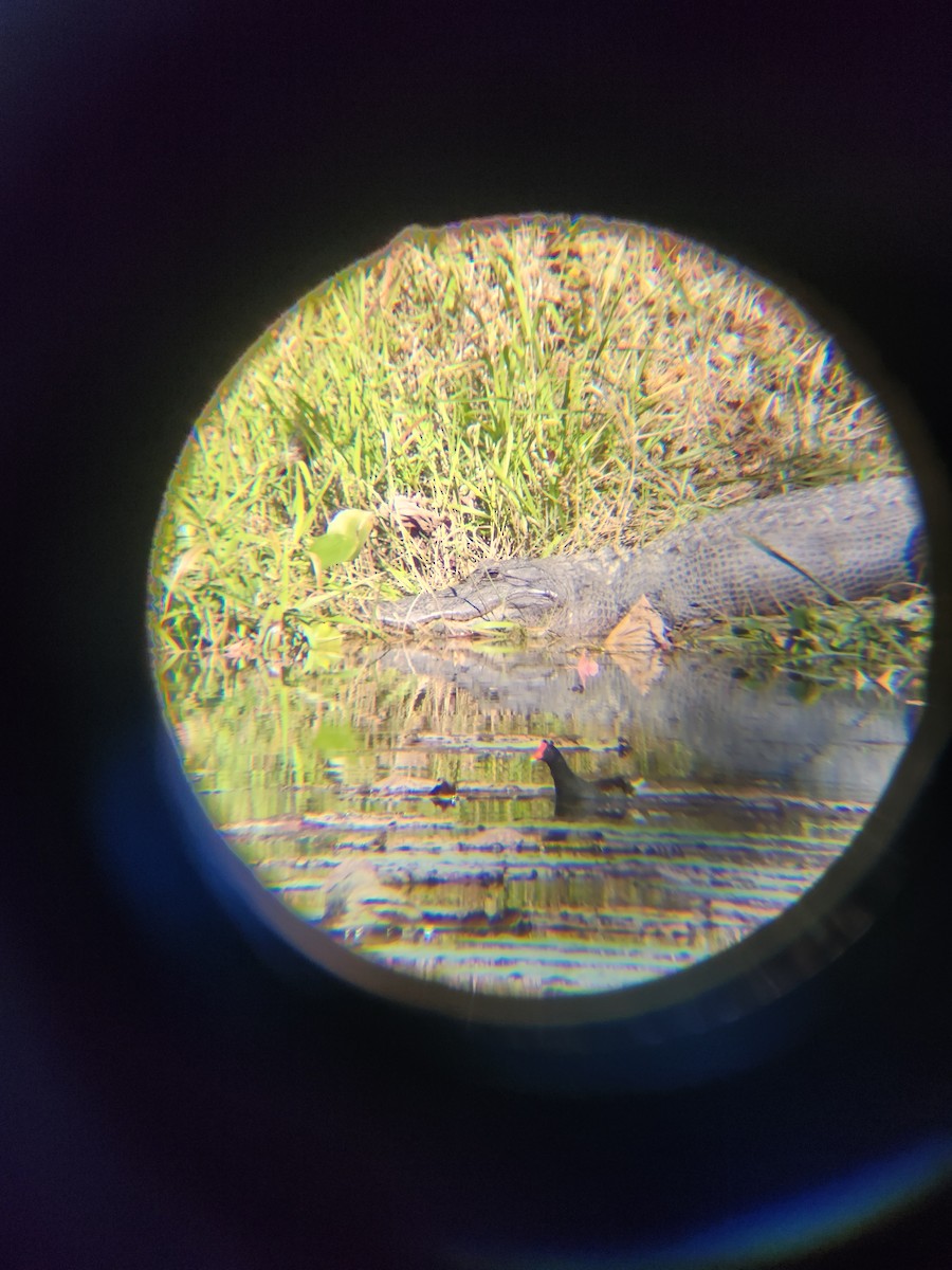 Курочка латиноамериканська - ML645493893