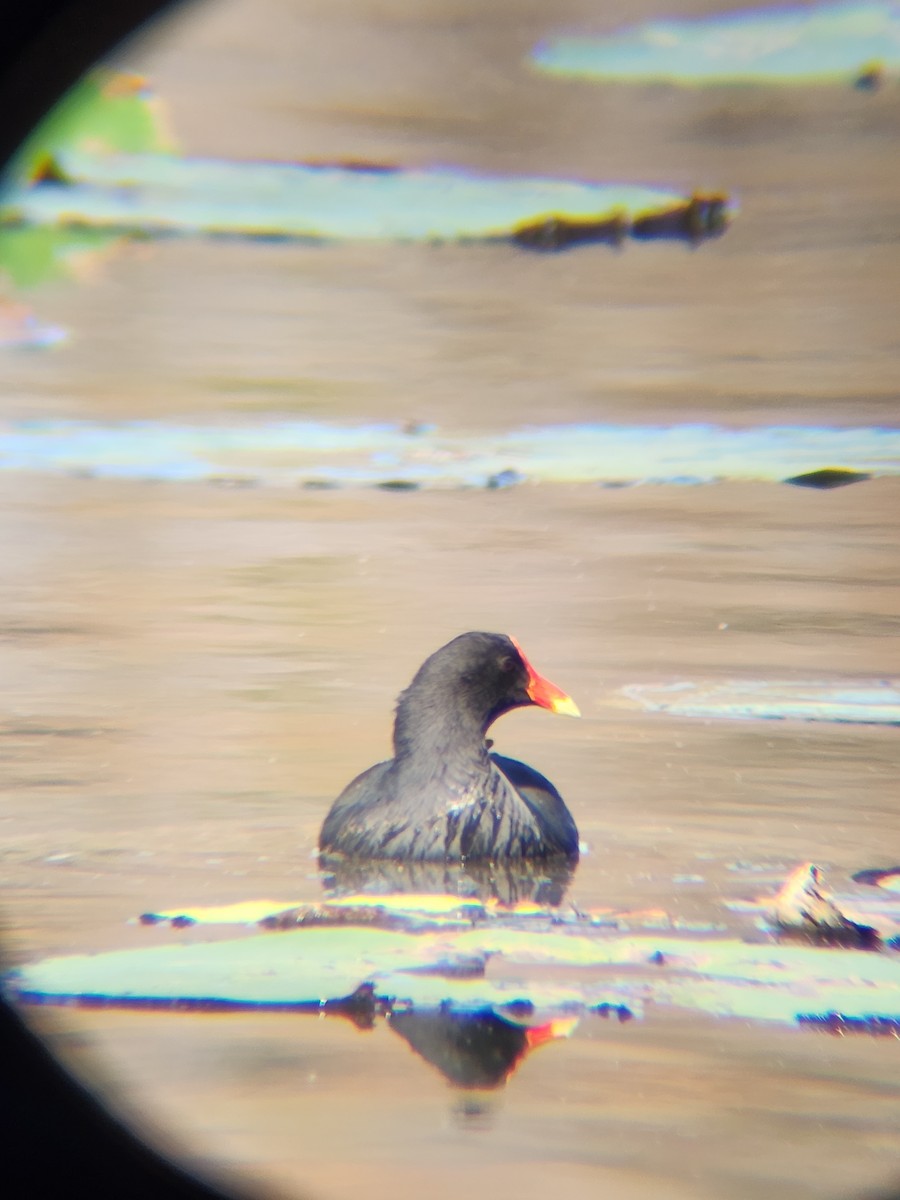 Курочка латиноамериканська - ML645493894