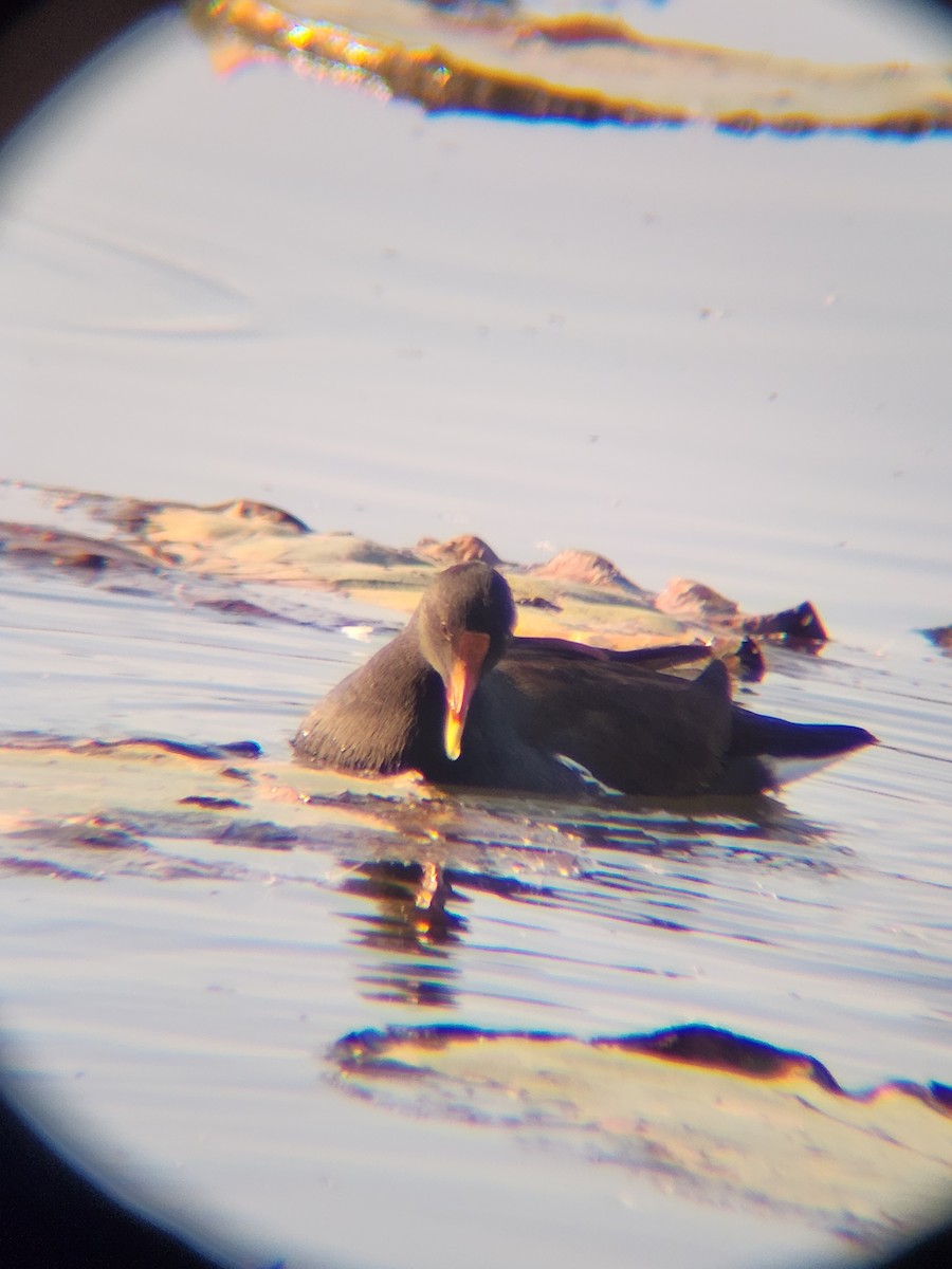 Курочка латиноамериканська - ML645493895