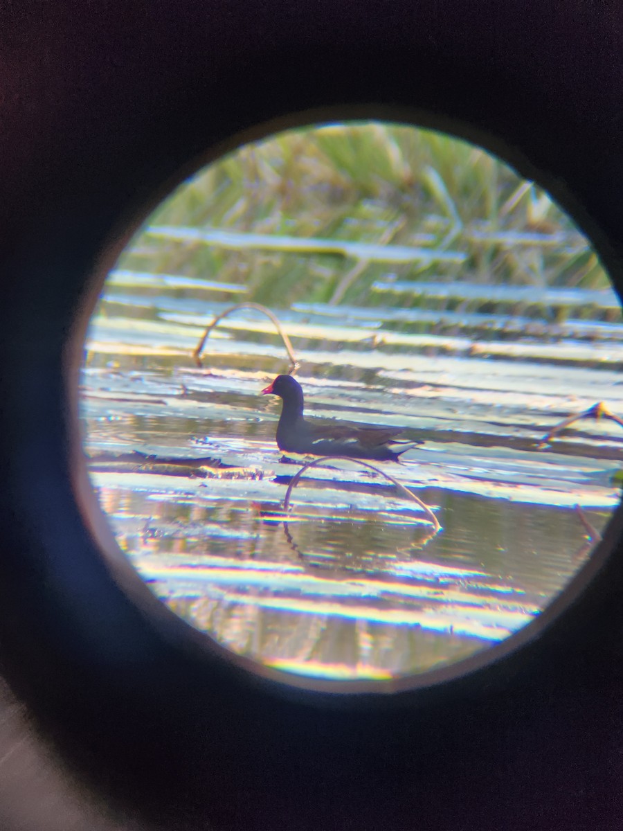 Курочка латиноамериканська - ML645493896