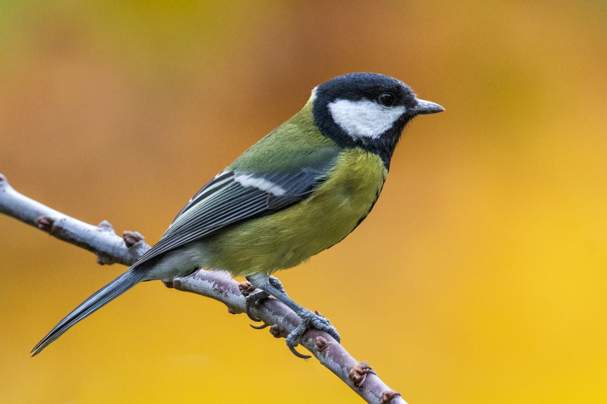 sýkora koňadra - ML645493901