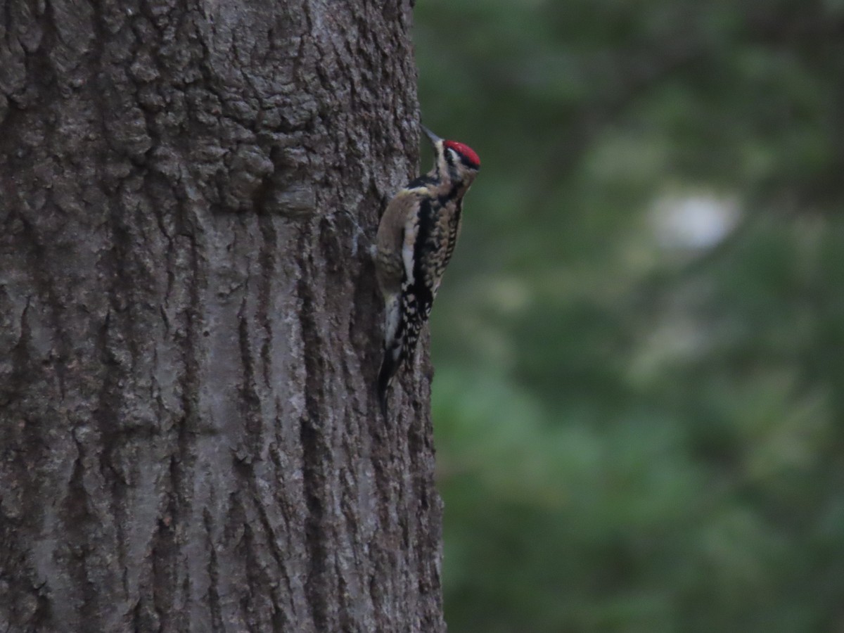 datel rudohrdlý - ML645493903