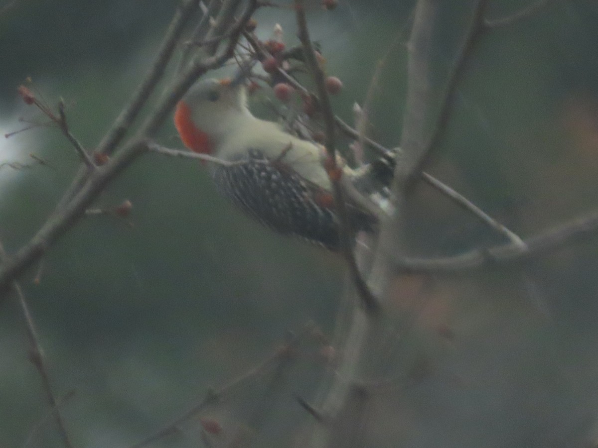 datel karolínský - ML645493906