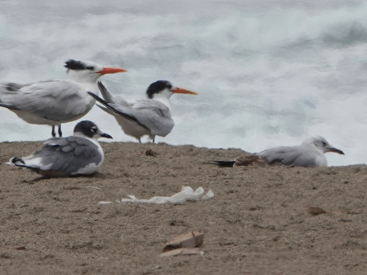 Elegant Tern - ML645493910