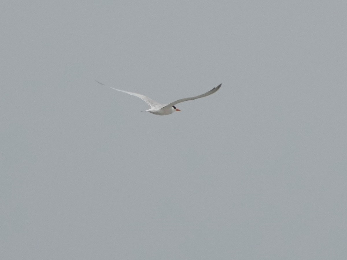 Elegant Tern - ML645493911