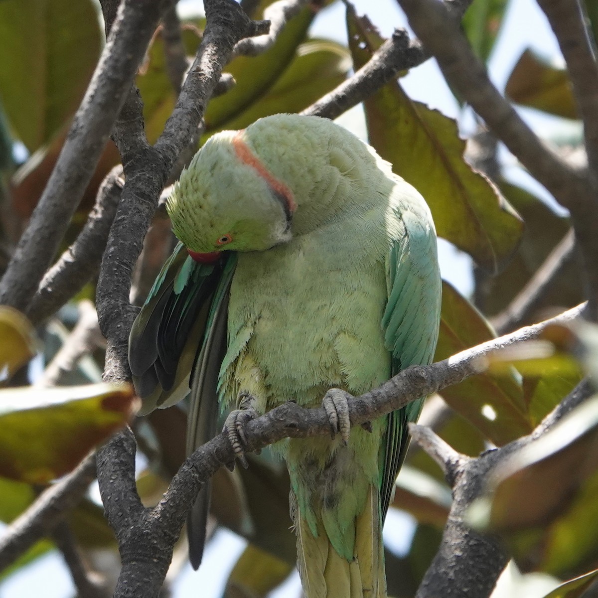 Rose-ringed Parakeet - ML645493915