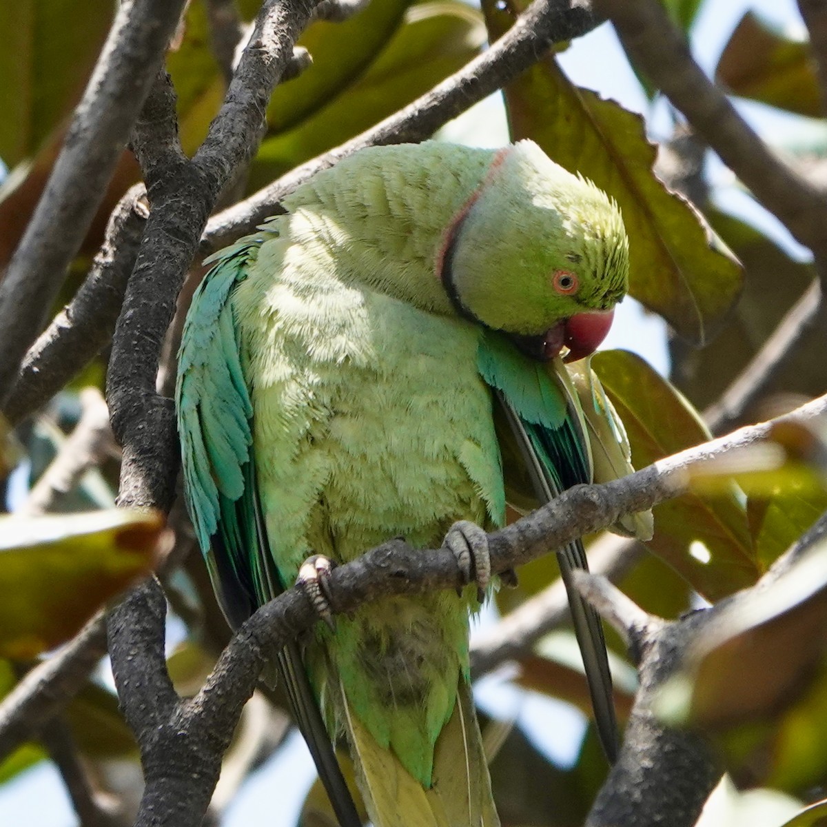 Rose-ringed Parakeet - ML645493916