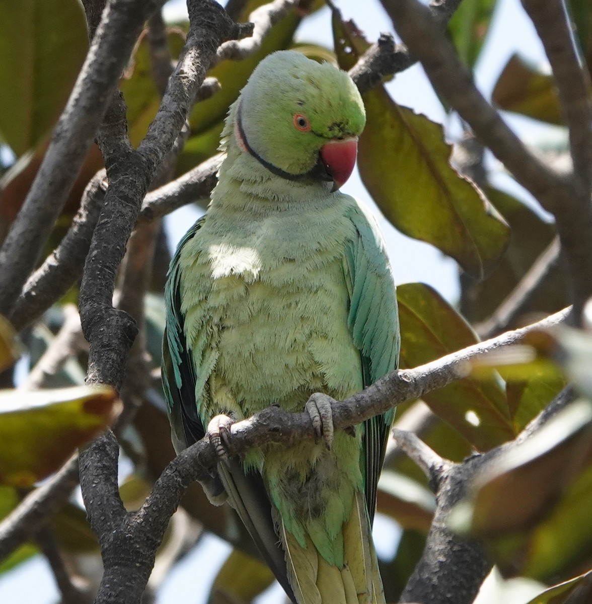 Rose-ringed Parakeet - ML645493917