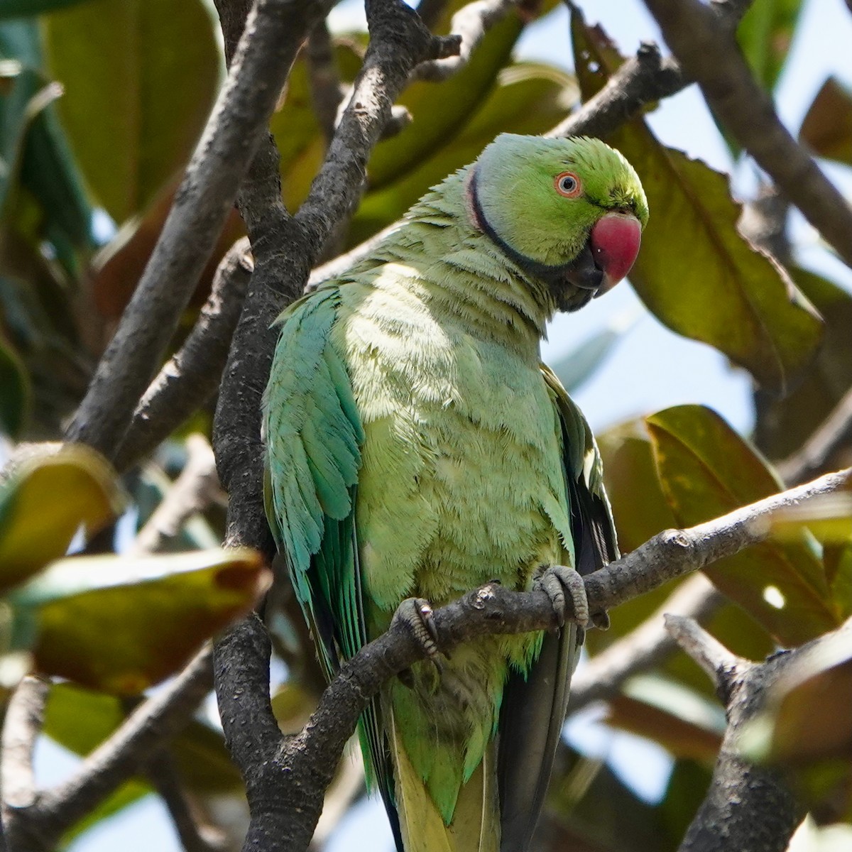 Rose-ringed Parakeet - ML645493918