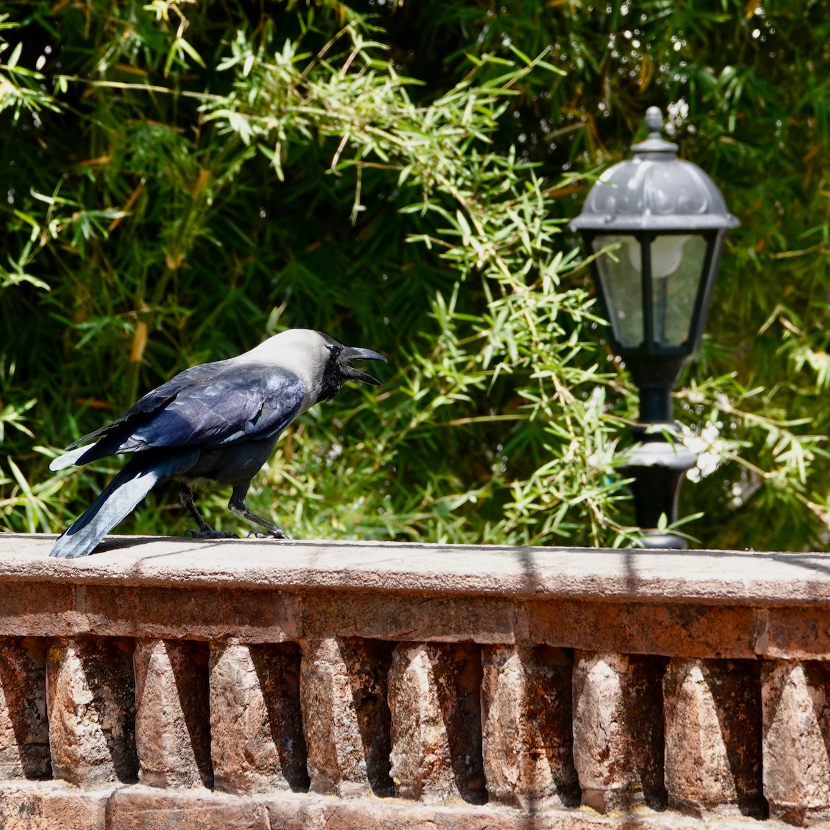 House Crow - ML645493923