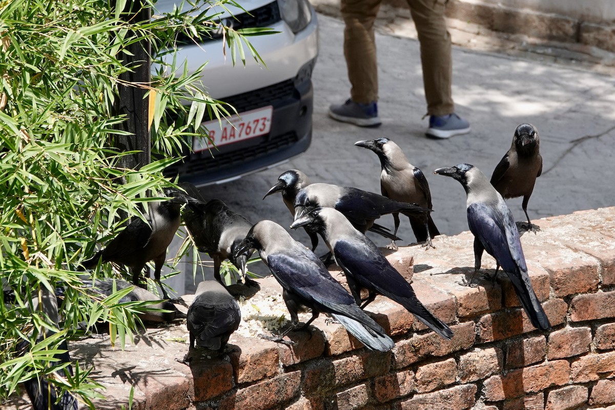 House Crow - ML645493924