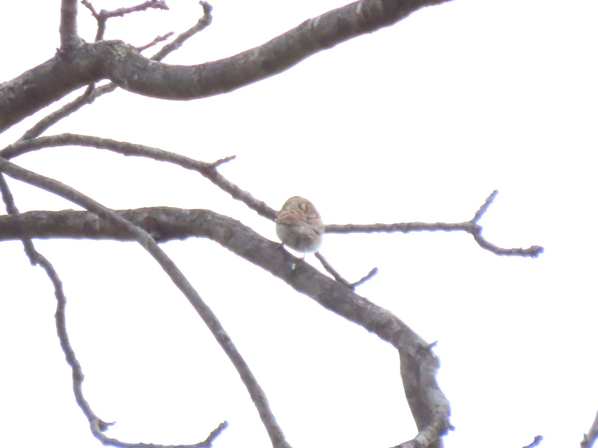 strnádka vrabcovitá - ML645493926