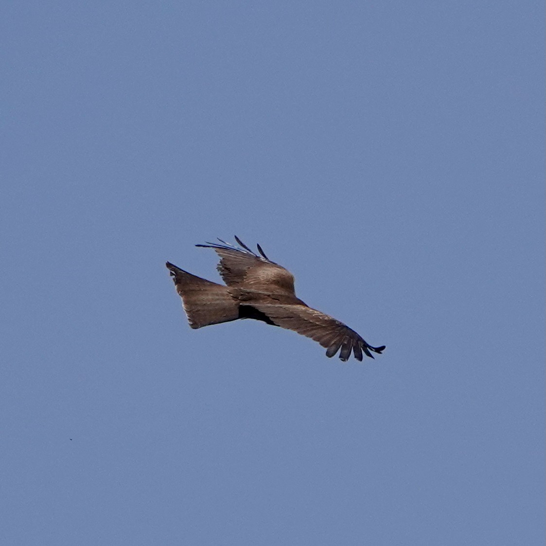 Black Kite - ML645493930