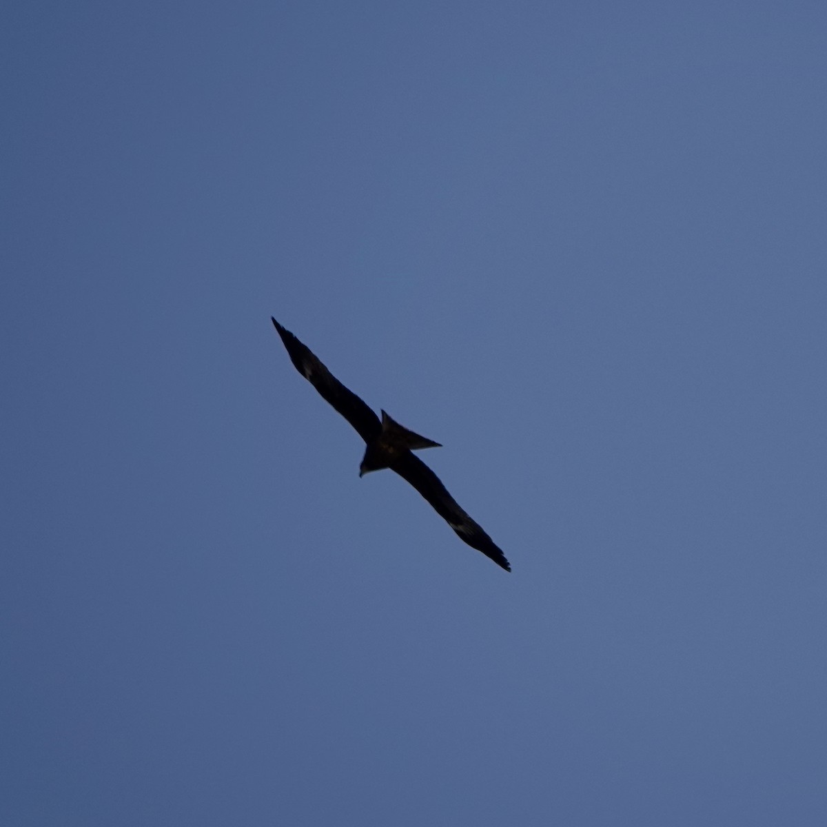 Black Kite - ML645493931