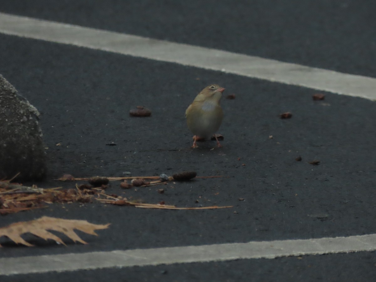 Field Sparrow - ML645493936