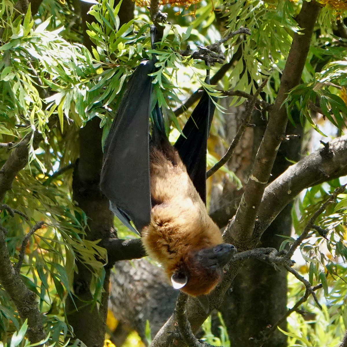 Indian Flying-fox - ML645493941