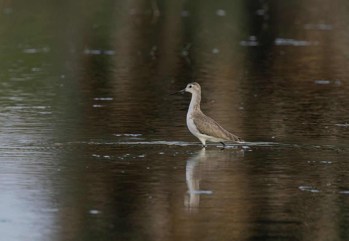 Common Greenshank - ML645493942