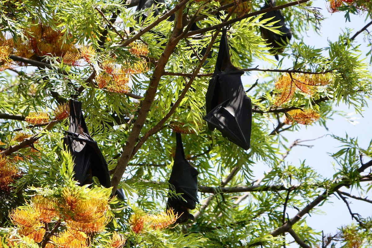 Indian Flying-fox - ML645493943