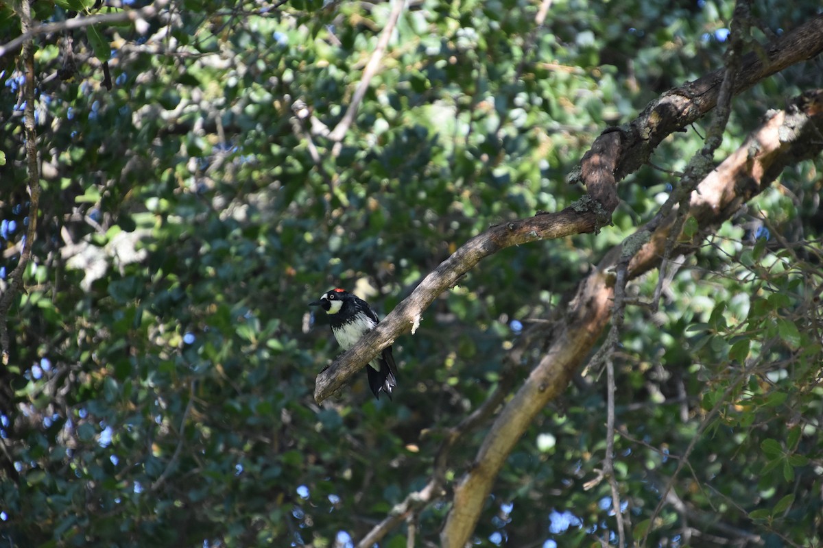 Acorn Woodpecker - ML645493944