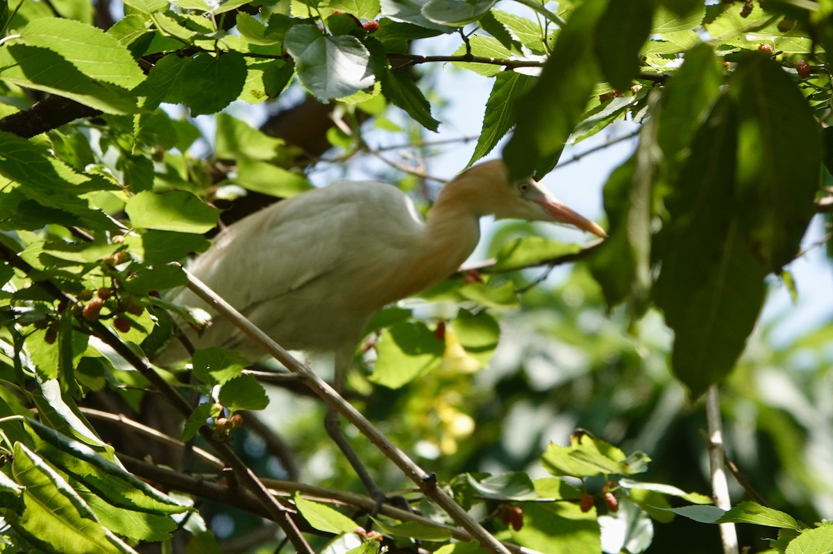 Eastern Cattle-Egret - ML645493946