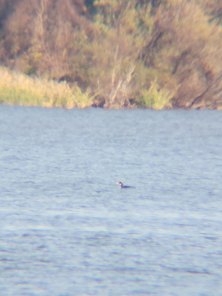 Common Loon - ML645493949