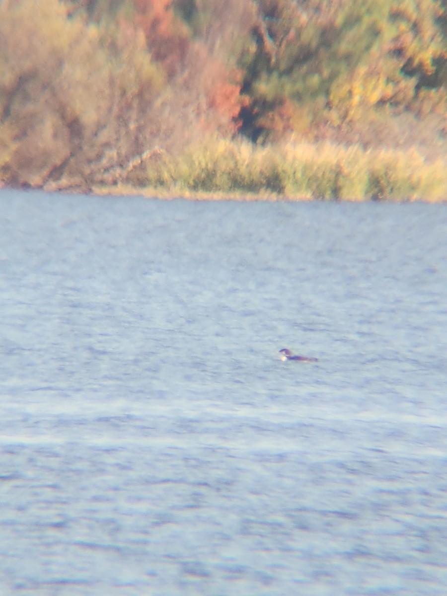 Common Loon - ML645493950