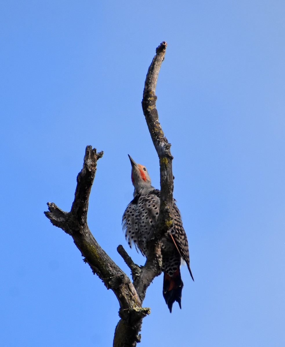 Northern Flicker - ML645493951