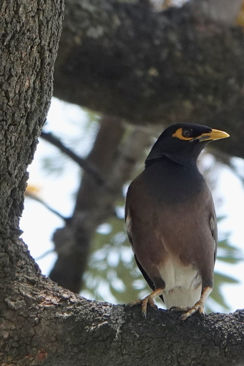 Common Myna - ML645493952