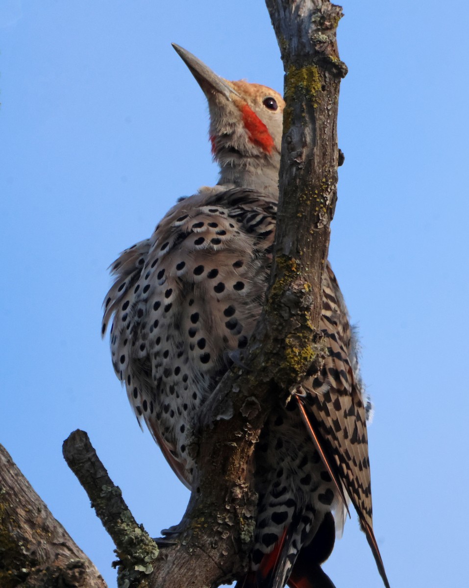 Northern Flicker - ML645493954