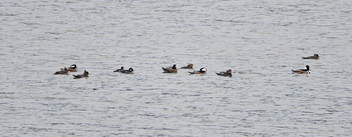 Bufflehead - ML645493955