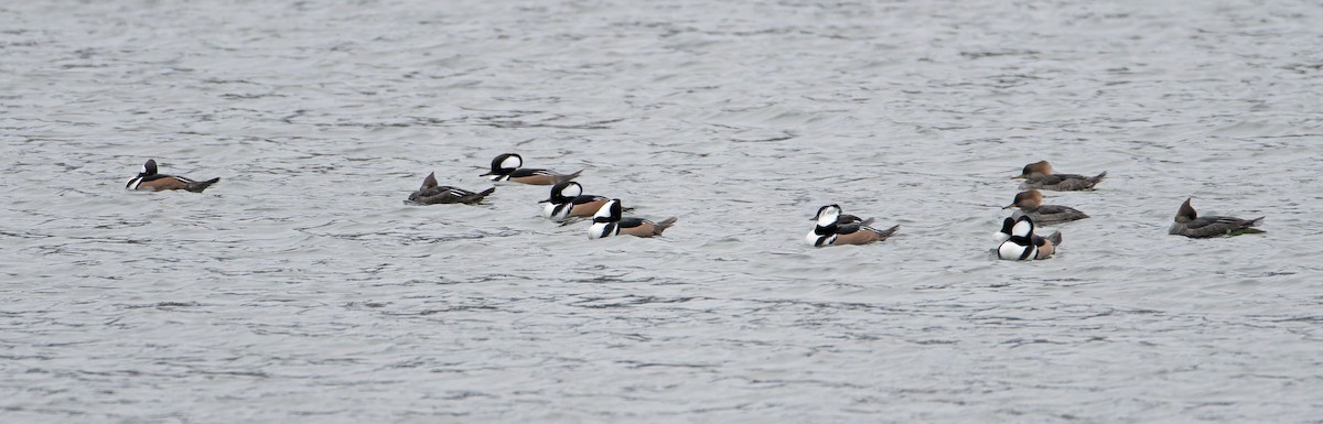 Hooded Merganser - ML645493956