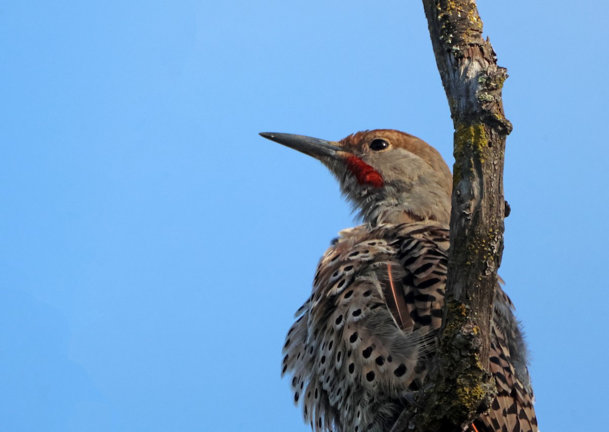 Northern Flicker - ML645493957