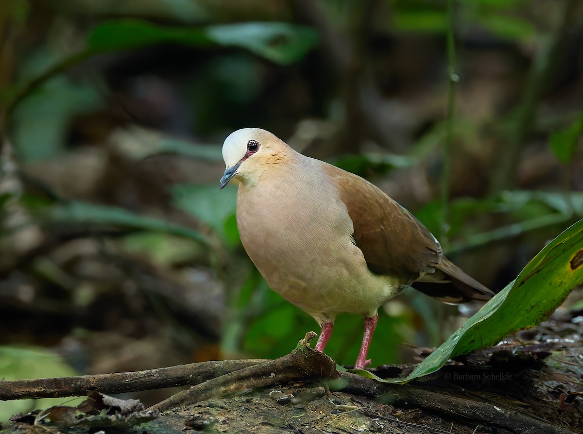 Gray-fronted Dove - ML645493959