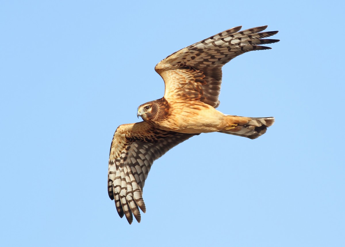 Northern Harrier - ML645493960