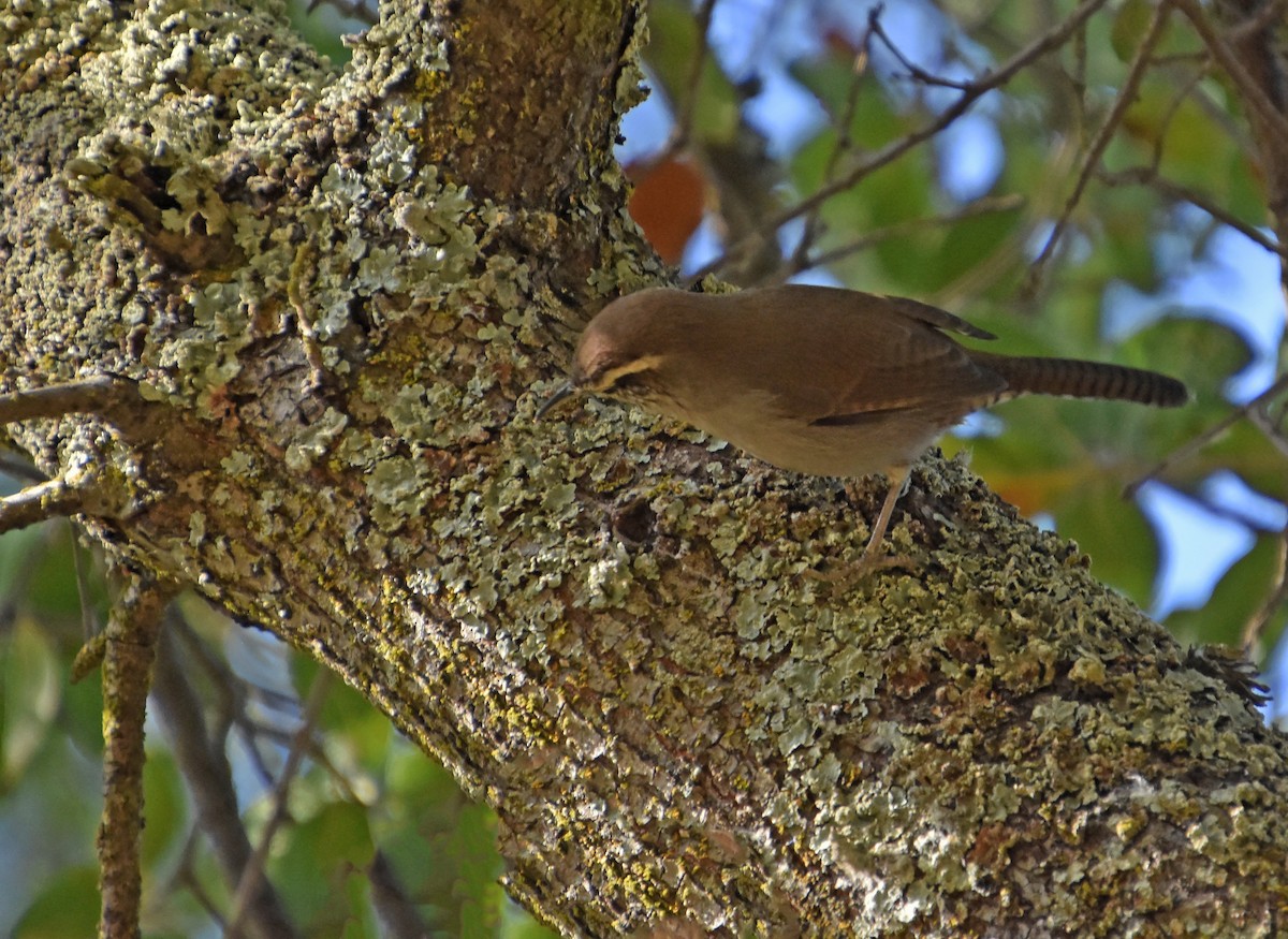 Bewick's Wren - ML645493961