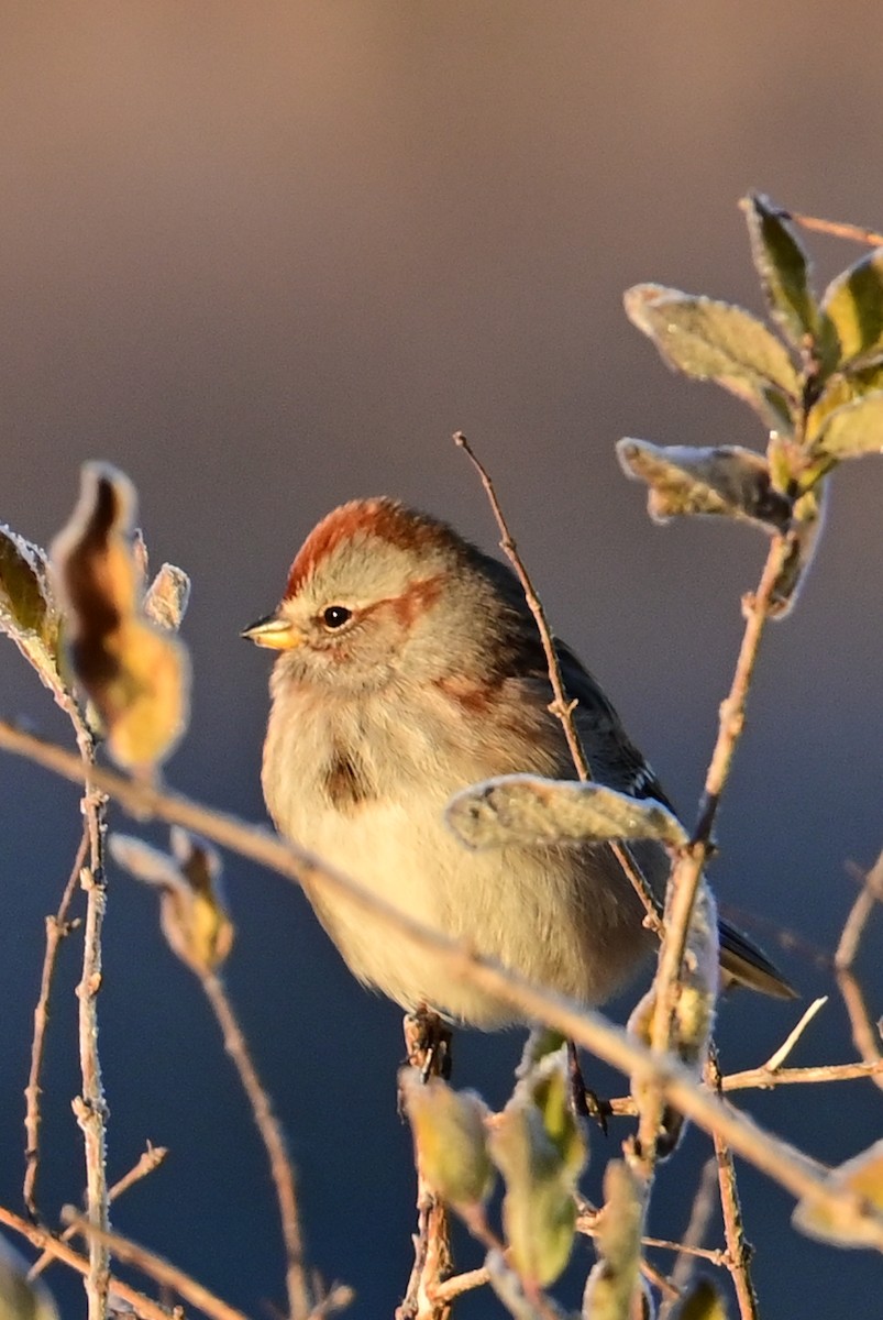 American Tree Sparrow - ML645493962