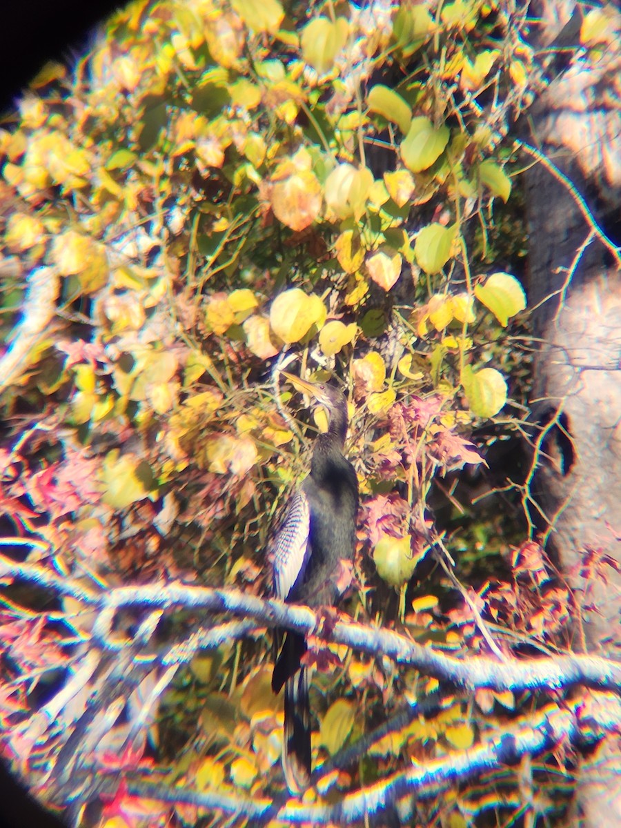 Anhinga - ML645493964