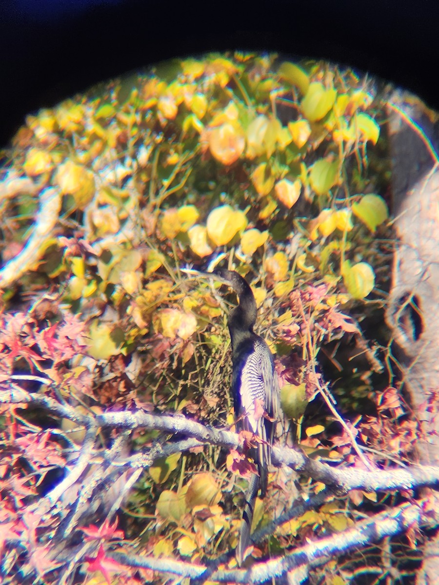 Anhinga - ML645493965