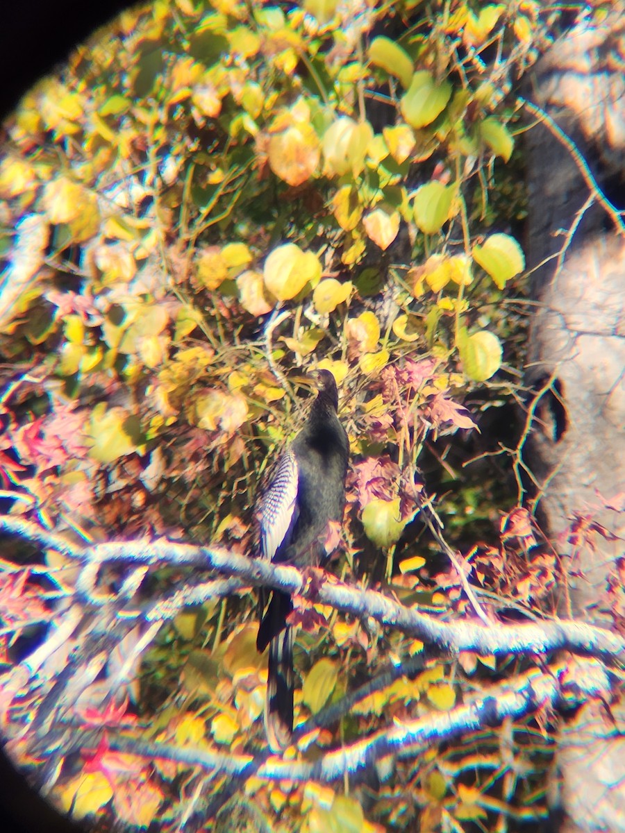 Anhinga - ML645493966