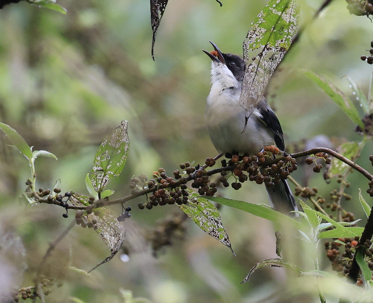 Gray Sibia - ML645493968