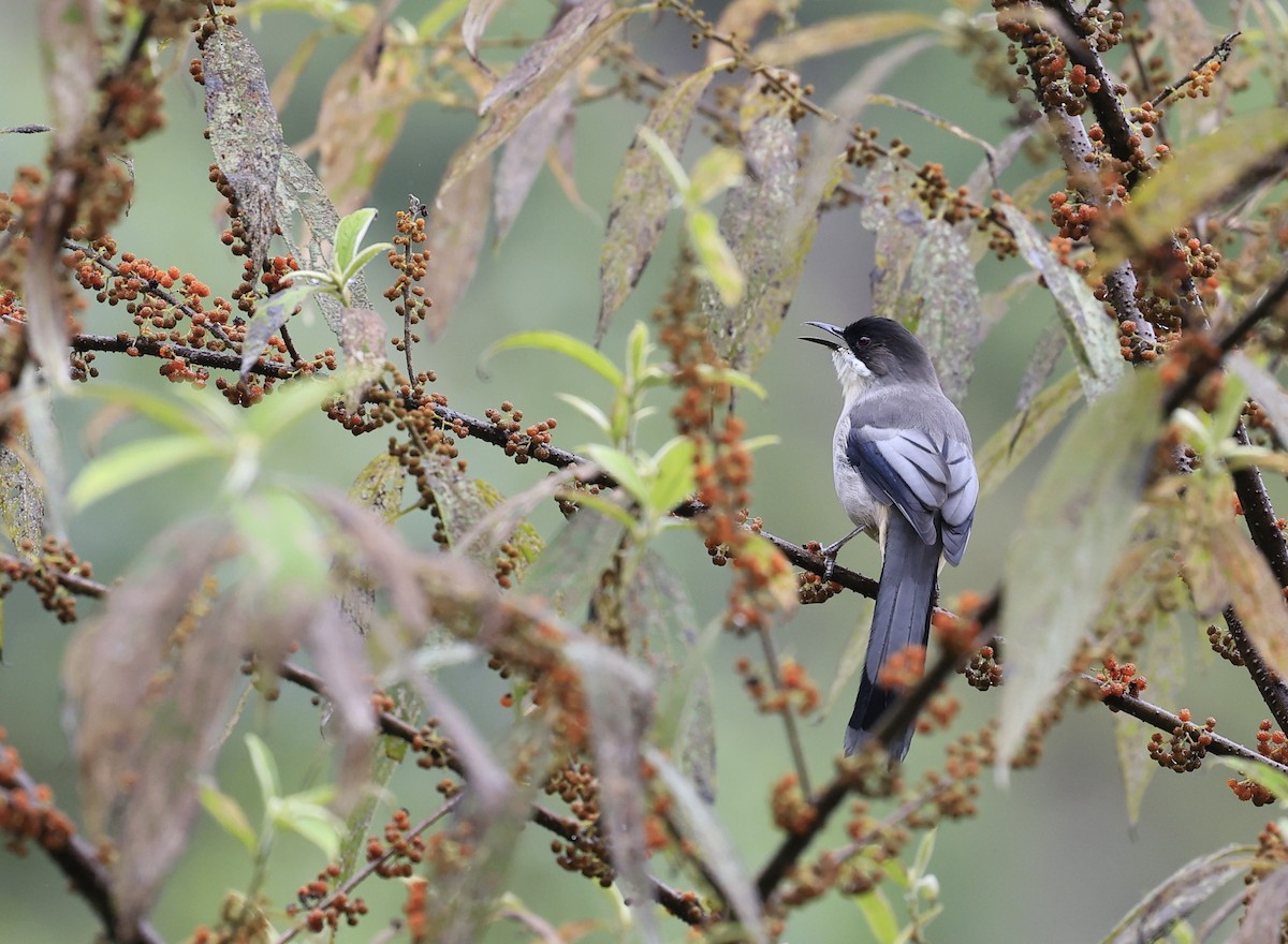 Gray Sibia - ML645493969