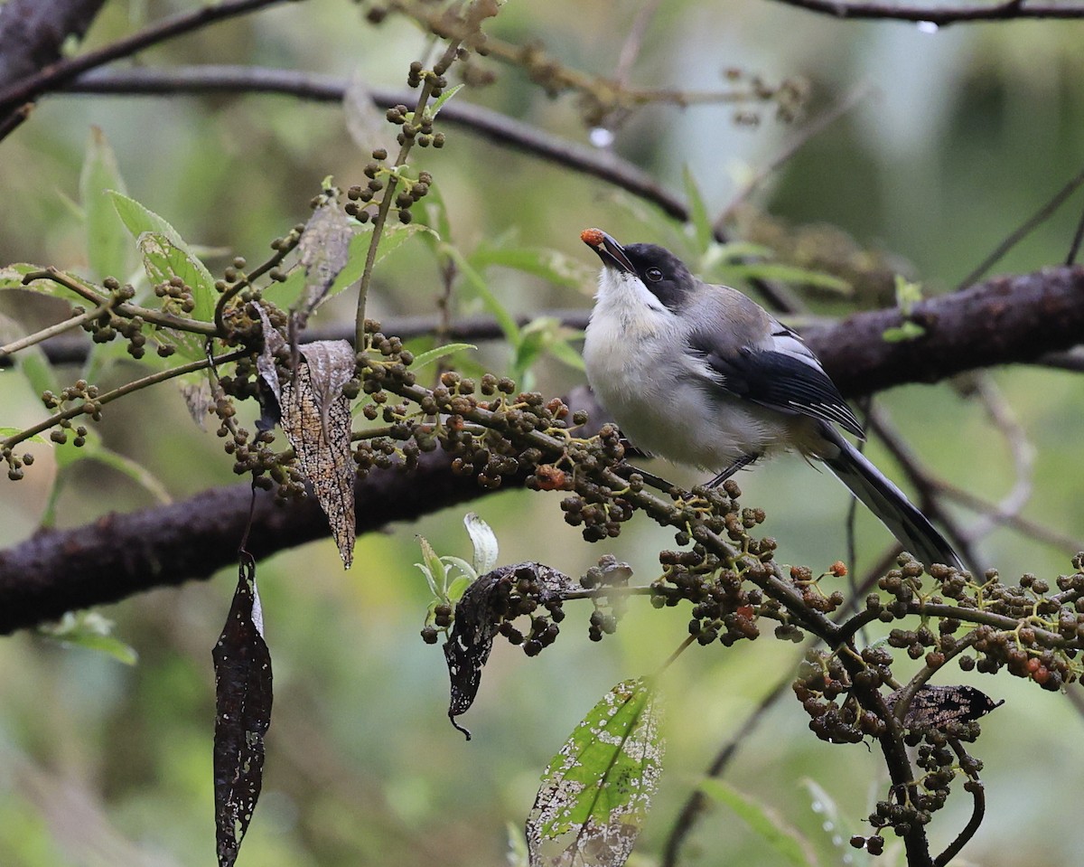 Gray Sibia - ML645493970