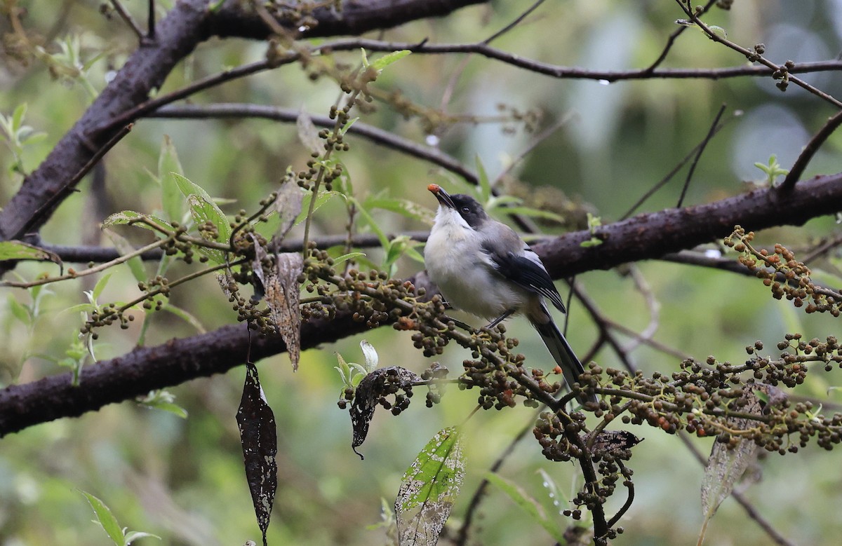 Gray Sibia - ML645493971