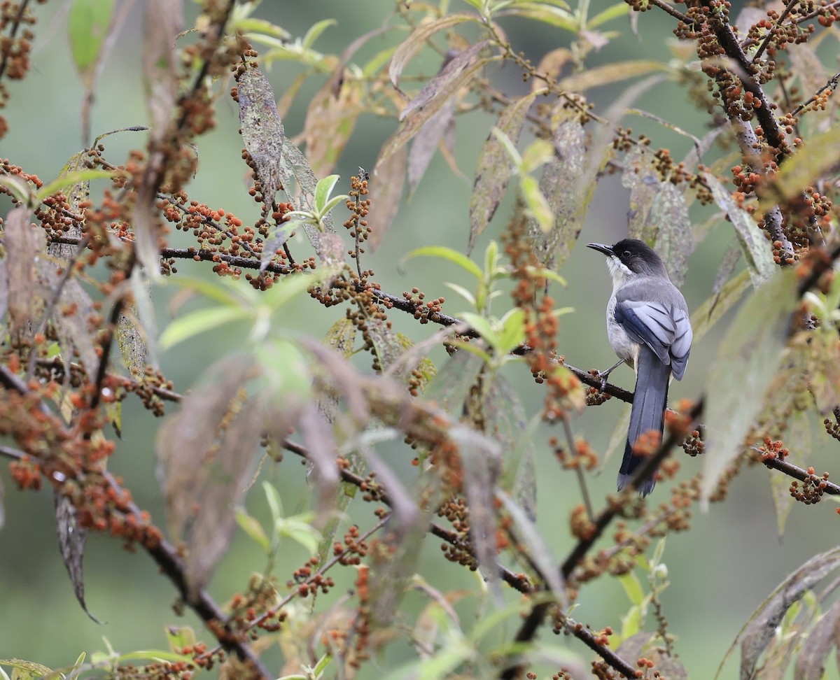 Gray Sibia - ML645493972