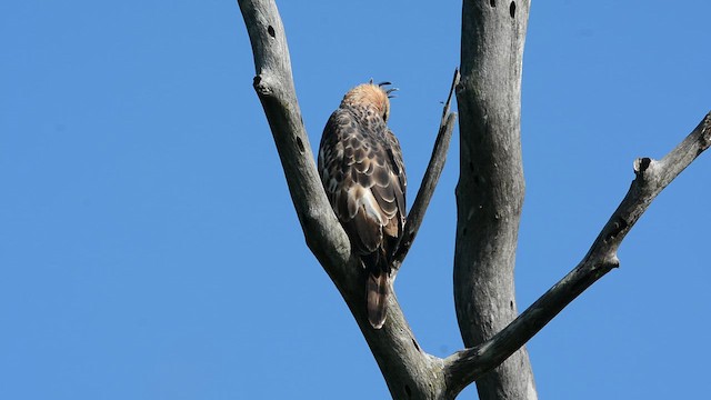 Değişken Atmaca Kartalı - ML645493976