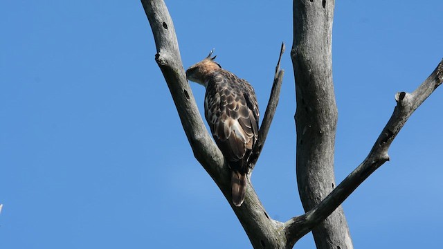 Değişken Atmaca Kartalı - ML645493977
