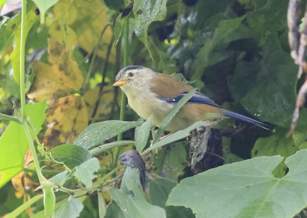 Blue-winged Minla - ML645493979