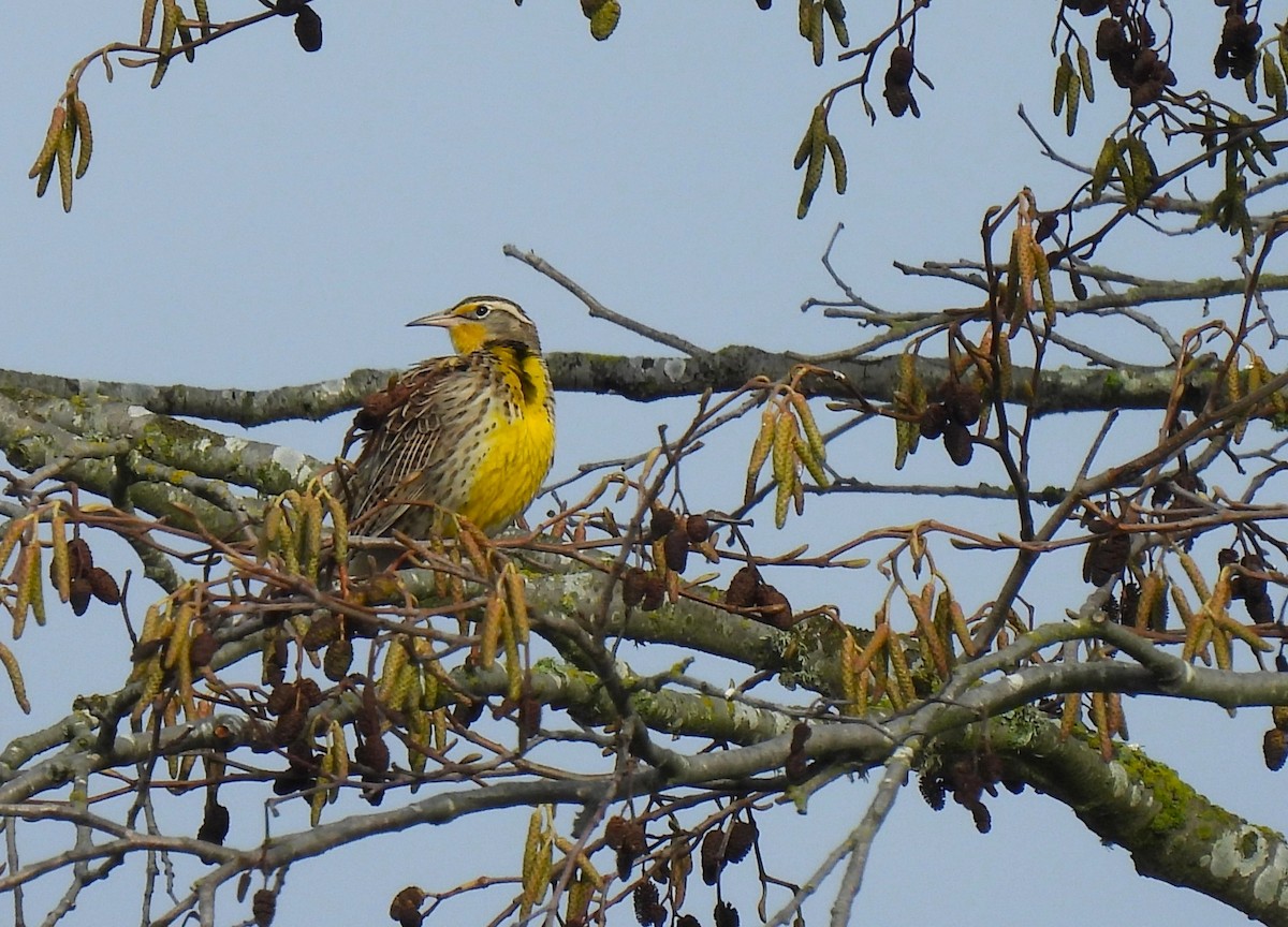 Western Meadowlark - ML645493985